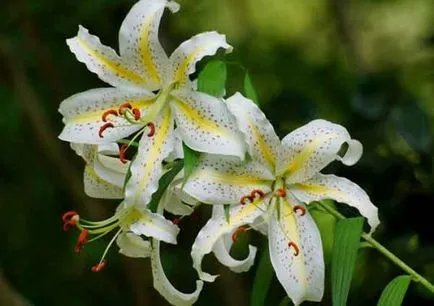 Lily ültetés és gondozás, termesztés, szaporítás, átültetés metszés, faj, fajta, fotó növények (liliom ültető növekvő ellátás) Lily ültetés és gondozás, termesztés, szaporítás, átültetés metszés, fajok, fajták, növényi fotó