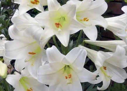 Lily ültetés és gondozás, termesztés, szaporítás, átültetés metszés, fajok, fajták, növényi fotó (reprodukció) Lily ültetés és gondozás, termesztés, szaporítás, átültetés metszés, fajok, fajták, növényi fotó