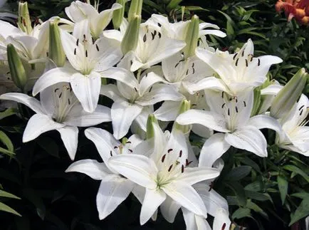 Lily ültetés és gondozás, termesztés, szaporítás, átültetés metszés, fajok, fajták, növényi fotó Lily ültetés és gondozás, termesztés, szaporítás, átültetés metszés, fajok, fajták, növényi fotó