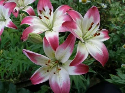 Lily ültetés és gondozás, termesztés, szaporítás, átültetés metszés, fajok, fajták, növényi fotó (reprodukció) Lily ültetés és gondozás, termesztés, szaporítás, átültetés metszés, fajok, fajták, növényi fotó