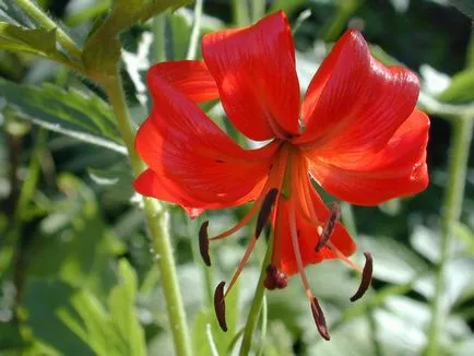 Lily ültetés és gondozás, termesztés, szaporítás, palántázás, metszés, faj, fajta, fotó növények (ellátás) Lily ültetés és gondozás, termesztés, szaporítás, átültetés metszés, fajok, fajták, növényi fotó
