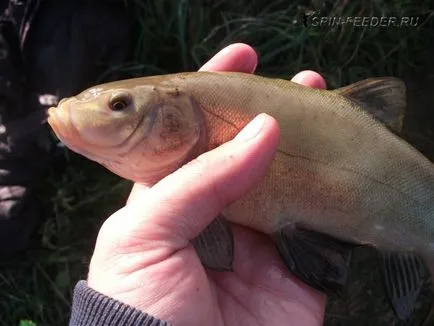 Tench horgászat a tó - Tippek a személyes tapasztalat,