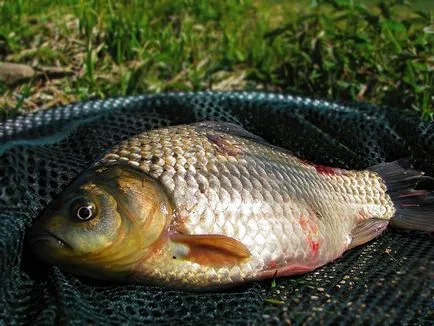 Catching kárász - horgászat nagy ponty, leírást csali, csalik és csali (csali) Catching kárász - horgászat nagy ponty, leírást csali, csalik és csali