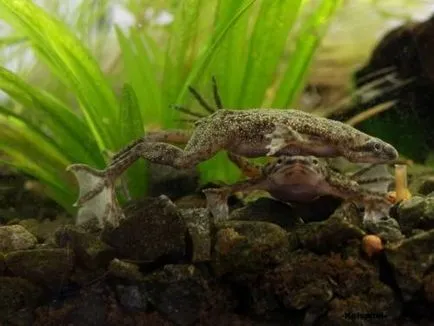 Frog törpe (hymenochirus boettgeri)