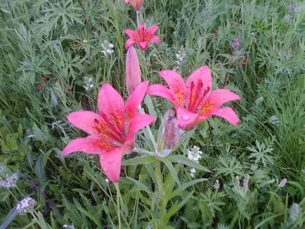 Lily ültetés és gondozás, termesztés, szaporítás, átültetés metszés, fajok, fajták, növényi fotó (reprodukció) Lily ültetés és gondozás, termesztés, szaporítás, átültetés metszés, fajok, fajták, növényi fotó