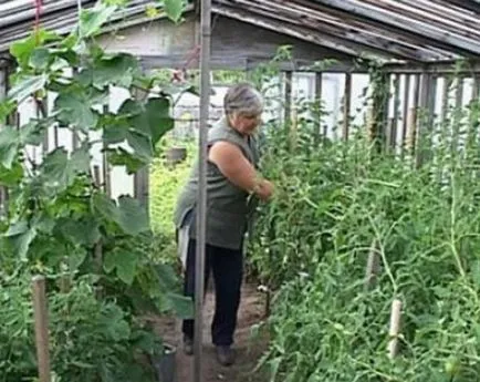 A legjobb önbeporzóak fajta uborka üvegházakban és szabadföldi, fotók