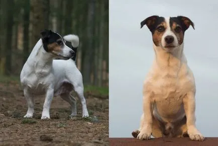 Kis kutya lakások a legjobb fajta fotó (top 10), „hogy mancs”