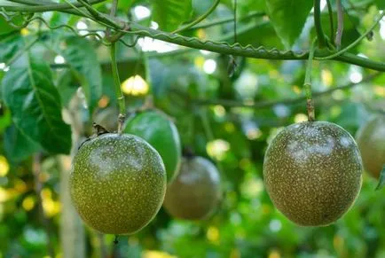 Maracuja hasznos tulajdonságok és ellenjavallatok képek (maracuja Hasznos tulajdonságai) Maracuja hasznos tulajdonságok és ellenjavallatok fotó