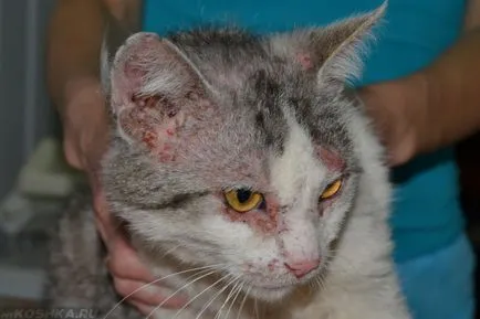 Miliáris dermatitis macskáknál kezelni otthon