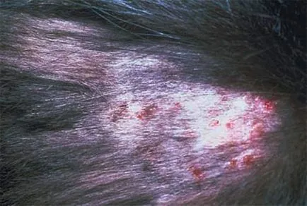 Miliáris dermatitis macskák tünetei és kezelése