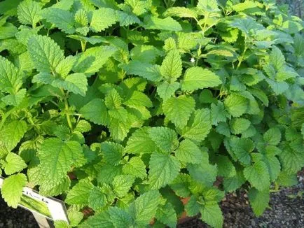 Melissa - méh menta ültetés, termesztés, gondozás (válasszon egy napos kissé) Melissa - méh menta ültetés, termesztés, gondozás