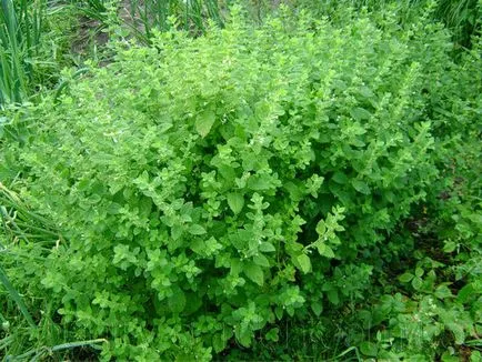 Melissa - méh menta ültetés, termesztés, gondozás Melissa - méh menta ültetés, termesztés, gondozás