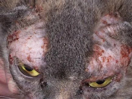 Miliáris dermatitis macskáknál - okok, tünetek, kezelés