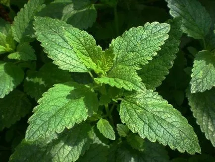 Melissa - méh menta ültetés, termesztés, gondozás (menta) Melissa - méh menta ültetés, termesztés, gondozás