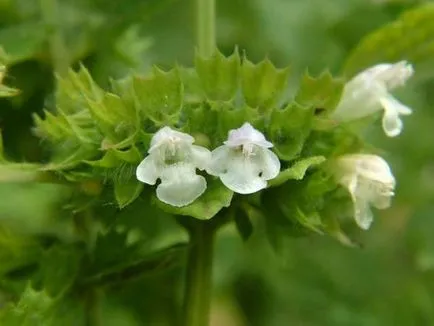 Melissa - méh menta ültetés, termesztés, karbantartás (telepítési) Melissa - méh menta ültetés, termesztés, gondozás