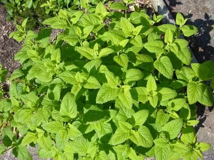 Melissa - méh menta ültetés, termesztés, gondozás (méh) Melissa - méh menta ültetés, termesztés, gondozás
