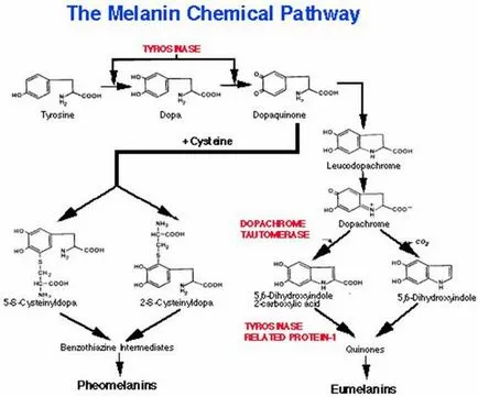A melanin, ami - termékek növelik a melanin, segítséget és tanácsot A melanin, ami - termékek növelik a melanin, segítséget és tanácsot