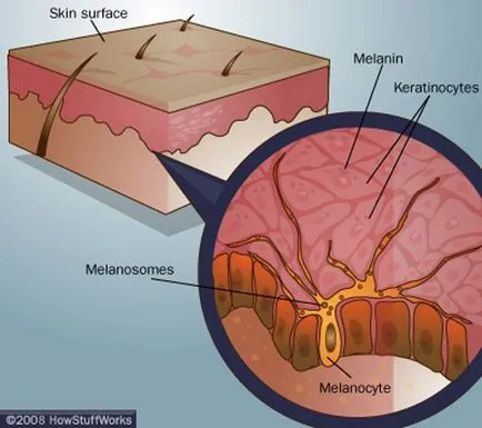 A melanin, ami - termékek növelik a melanin, segítséget és tanácsot (melanin) A melanin, ami - termékek növelik a melanin, segítséget és tanácsot
