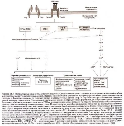 A mechanizmus a fájdalomcsillapító hatás (hatásmechanizmusa inzulin) A hatásmechanizmus érzéstelenítő