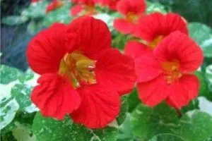 Nasturtium - növekvő magról 1
