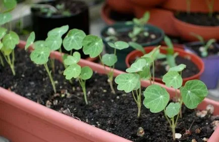 Nasturtium - növekvő magról 1