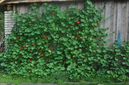 Nasturtium - növekvő magról 1