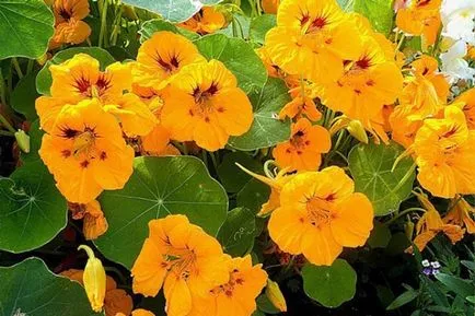 Nasturtium - növekvő magról 1