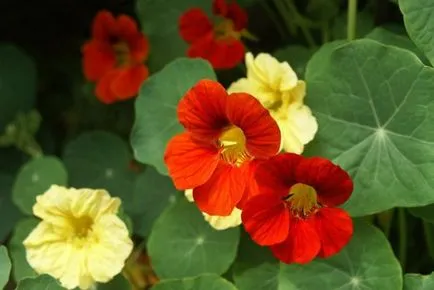 Nasturtium - növekvő magról 1