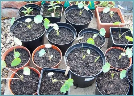 Nasturtium növekvő magról, és ha a növény Nasturtium növekvő magról, és ha a növény