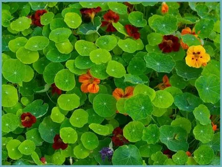 Nasturtium növekvő magról, és ha a növény (Nasturtium) Nasturtium növekvő magról, és ha a növény