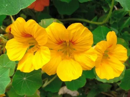 Nasturtium - növekvő magról