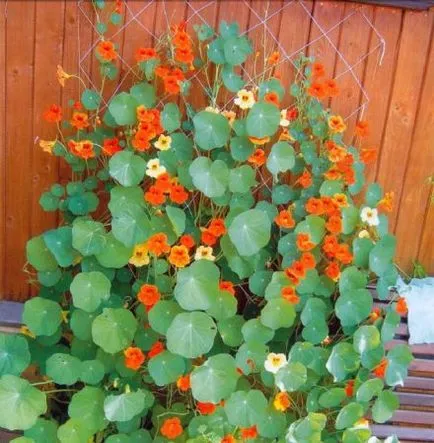 Nasturtium - növekvő magról 1