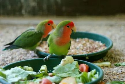 Lovebirds - portál mintegy papagájok Lovebirds - portál mintegy papagájok