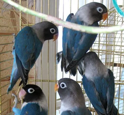 Lovebirds papagájok az otthoni tartalommal (egészségügyi wellness) Lovebirds papagájok a hazai tartalom