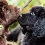 Newfoundland - kutyafajta búvár olvassa el a leírást, jellemzést, nézd - az életem Newfoundland - kutyafajta búvár olvassa el a leírást, jellemzést, nézd - az életem