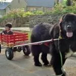 Newfoundland - kutyafajta búvár olvassa el a leírást, jellemzést, nézd - az életem (Newfoundland) Newfoundland - kutyafajta búvár olvassa el a leírást, jellemzést, nézd - az életem