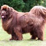 Newfoundland - kutyafajta búvár olvassa el a leírást, jellemzést, nézd - az életem (kutya) Newfoundland - kutyafajta búvár olvassa el a leírást, jellemzést, nézd - az életem