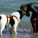Newfoundland - kutyafajta búvár olvassa el a leírást, jellemzést, nézd - az életem Newfoundland - kutyafajta búvár olvassa el a leírást, jellemzést, nézd - az életem
