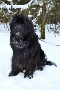Newfoundland (dog) - a leírás, fotók, árak kölyök ellátás, „hogy a mancs» (nagy) Newfoundland (dog) - a leírás, fotók, árak kölyök ellátás