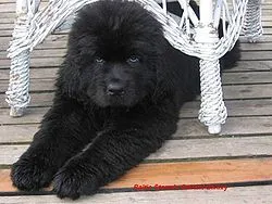 Newfoundland (kutya fajta)