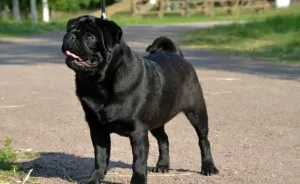 Newfoundland (dog) - a leírás, fotók, árak kölyök ellátás, „hogy a mancs» (nagy) Newfoundland (dog) - a leírás, fotók, árak kölyök ellátás