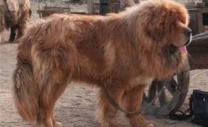 Newfoundland (dog) - a leírás, fotók, árak kölyök ellátás, Newfoundland (dog) - a leírás, fotók, árak kölyök ellátás