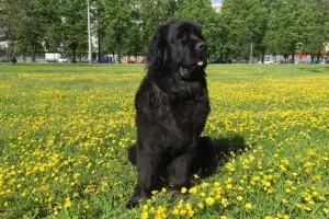 Newfoundland (dog) - a leírás, fotók, árak kölyök ellátás, Newfoundland (dog) - a leírás, fotók, árak kölyök ellátás