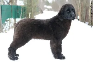 Newfoundland (dog) - a leírás, fotók, árak kölyök ellátás, Newfoundland (dog) - a leírás, fotók, árak kölyök ellátás