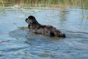 Newfoundland (dog) - a leírás, fotók, árak kölyök ellátás, „hogy a mancs» (nagy) Newfoundland (dog) - a leírás, fotók, árak kölyök ellátás