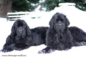 Newfoundland (dog) - a leírás, fotók, árak kölyök ellátás, Newfoundland (dog) - a leírás, fotók, árak kölyök ellátás