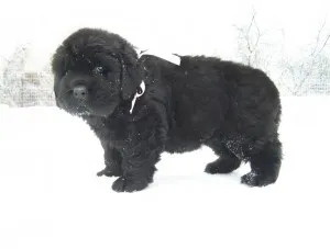Newfoundland (dog) - a leírás, fotók, árak kölyök ellátás, Newfoundland (dog) - a leírás, fotók, árak kölyök ellátás