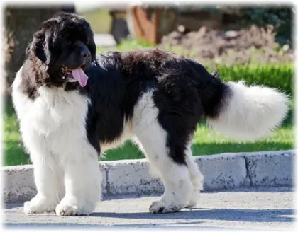 Newfoundland fotó, betű, leírás, fajta betegség, a gondozás és vélemények