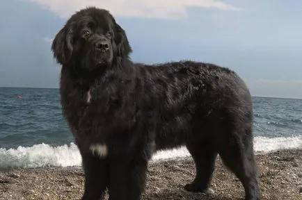 Newfoundland fajta kutya vagy búvár (kutya) Newfoundland fajta kutya vagy búvár