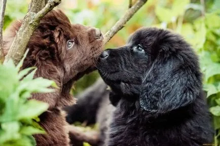 Newfoundland fotó, kutyafajta leírása búvár szabványok (kutya) Newfoundland fotó, kutyafajta leírása búvár előírások